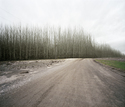 Tree Farm, Washington  2008