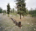 Colville Reservation, Washington 2008
