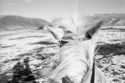 Self-portrait with Tanglefoot, Oregon  1984