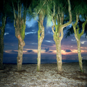 Trees and Clouds, Florida  1982