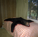 Bearskin Rug, Oregon  1986