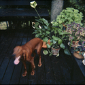 Dog, New Hampshire 1980