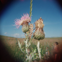 Grasshopper, Colorado  1988