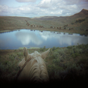 Horse and Cattle, Oregon  1985