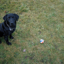 Yipper with Ball, Oregon  1981