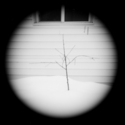 Peach Tree, Utah  1999