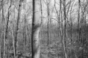 Site of the Capture of Chief Anawan, MA