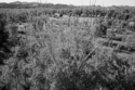 Powder River Battlefield, Wyoming