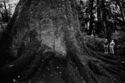 National Champion Sitka Spruce, Oregon  1991