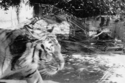 Denver Zoo, Colorado 1985