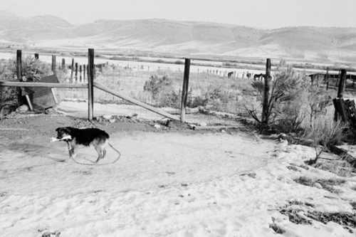 Photography-Black & White-Dog with Bone, Oregon  1986