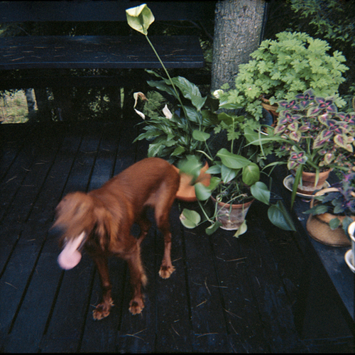 Photography-Color-Dog, New Hampshire 1980
