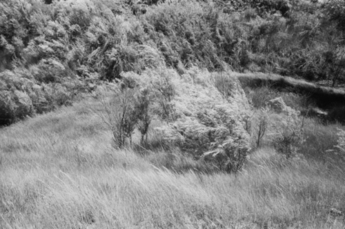 Photography-Black & White-Mountain Meadows Massacre Site, UT
