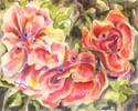 Rose Reef