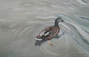 Mallard (thumbnail)