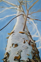 Paper%20Birch (thumbnail)