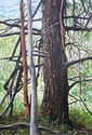 Tree%20Contrast (thumbnail)