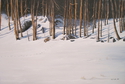 Winter%20%28Sharbot%20Lake%29 (thumbnail)