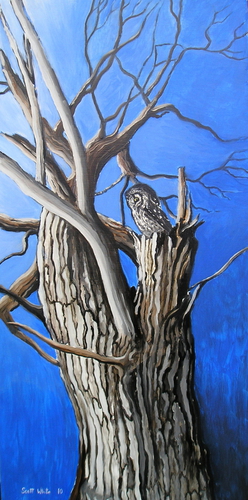 Boreal%20Owl (large view)