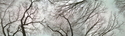 Central Park sky trees Central%20Park%20sky%20trees%20 (thumbnail)
