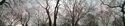 Central Park sky trees Central%20Park%20sky%20trees%20 (thumbnail)