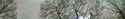 Central Park sky/trees Central%20Park%20sky%2Ftrees (thumbnail)