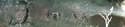 Africam%20-%20owl%2C%20sees%20foxes%2C%20goes%20to%20tree (thumbnail)