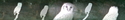 Africam%20-%20eagle%20owl%20full%20face (thumbnail)
