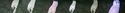 Africam%20-%20eagle%20owl%27s%20ears (thumbnail)