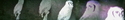 Africam%20-%20eagle%20owl%20profile (thumbnail)