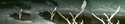 Africam%20-%20owl%20on%20tree (thumbnail)