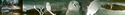 Africam%20-%20Owl (thumbnail)
