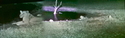 Africam-%20lions%20at%20night%20%232 (thumbnail)
