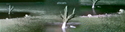 Africam%20-%20lions%20at%20night%20%233 (thumbnail)