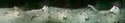 Africam%20-%20lions%20at%20night%20%234 (thumbnail)