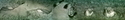 Africam%20-%20lions%20at%20rest (thumbnail)