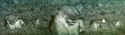 Africam%20-%20lions%20at%20rest%20%232 (thumbnail)