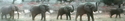 Africam%20-%20elephant%20in%20motion (thumbnail)