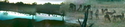 Africam%20-%20herd%2C%20day%27s%20end%2C%20grazing%20by%20water (thumbnail)
