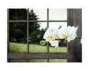 Grandmother%27s%20Orchids (thumbnail)