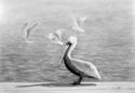 Pelican (thumbnail)