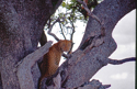 PETER NICHOLS - Photography Peter Nichols, USA, Colorado Springs, Colorado, Cheetah, Tanzania, African animals - Photography