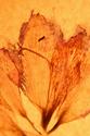 amaryllis was here