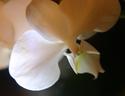 Halloween orchid