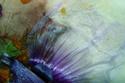 tidepool