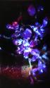 moonflower