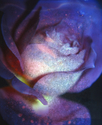 purple Rose Burn