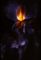 lava iris