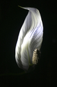 Floating flower 1