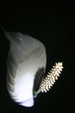 Floating flower 2